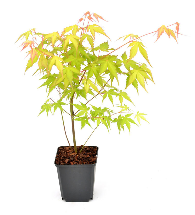 2 X ACER going green DECIDUOUS JAPANESE MAPLE TREEs HARDY GARDEN PLANTs