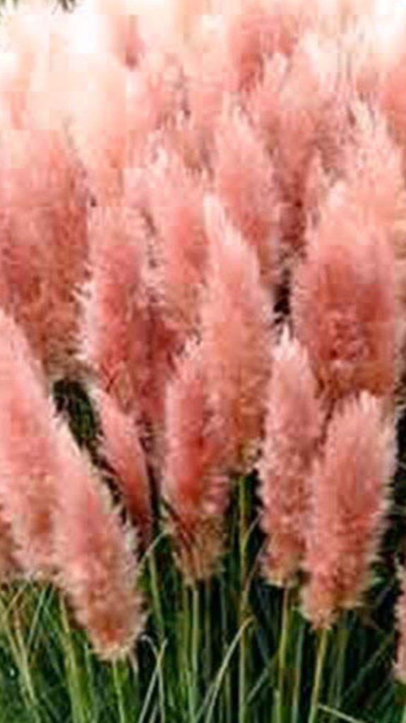 Cortaderia selloana Rosea Pink Pampas Grass. 1 X 9cm Pots.beautiful