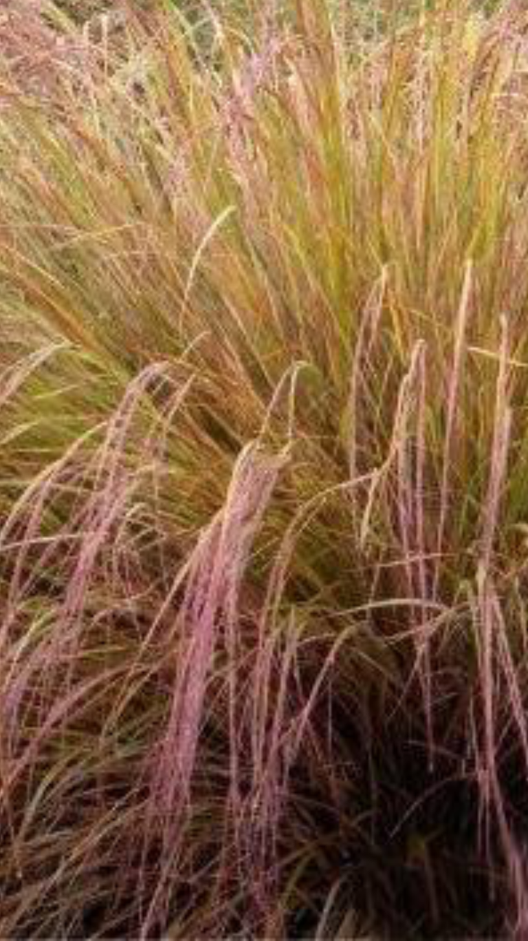 Feather Reed Grass, Gossamer Grass, New Zealand Grass, Pheasants Tail
