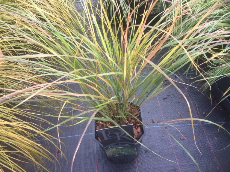 Feather Reed Grass, Gossamer Grass, New Zealand Grass, Pheasants Tail