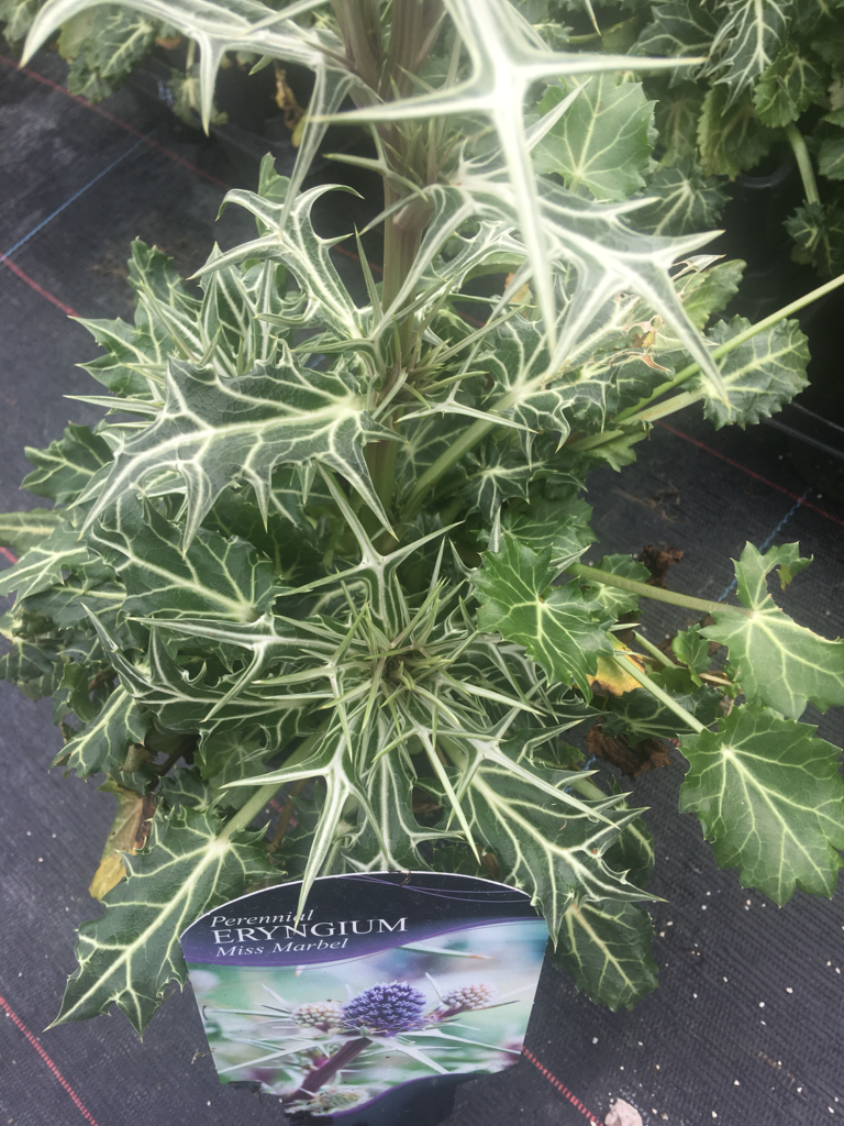 ERYNGIUM variifolium 'Miss Marble' evergreen sold in 1 LT POTS