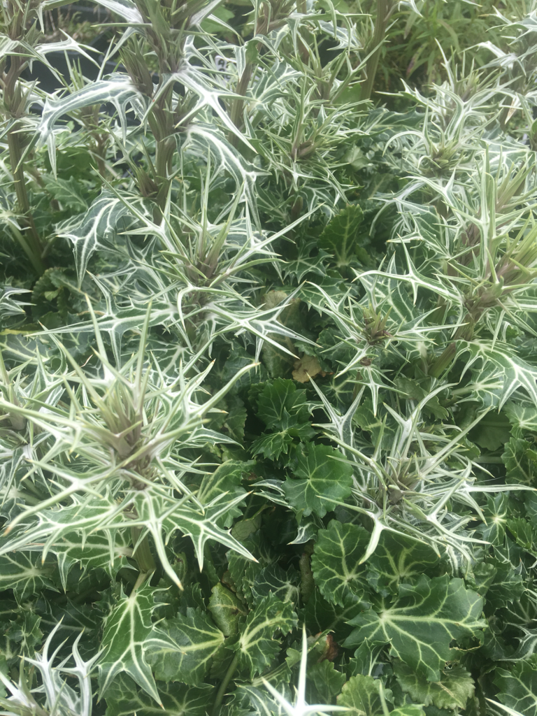 ERYNGIUM variifolium ‘Miss Marble’ evergreen sold in 1 LT POTS
