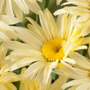 perennials Leucanthemum maximum Broadway Lights - Shasta Daisy 13 cm pots