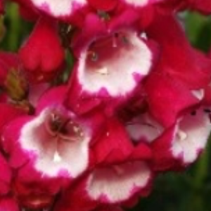 Penstemon 'Pensham Plum Jerkum' white-throated, plum-purple flowers.13 cm pots