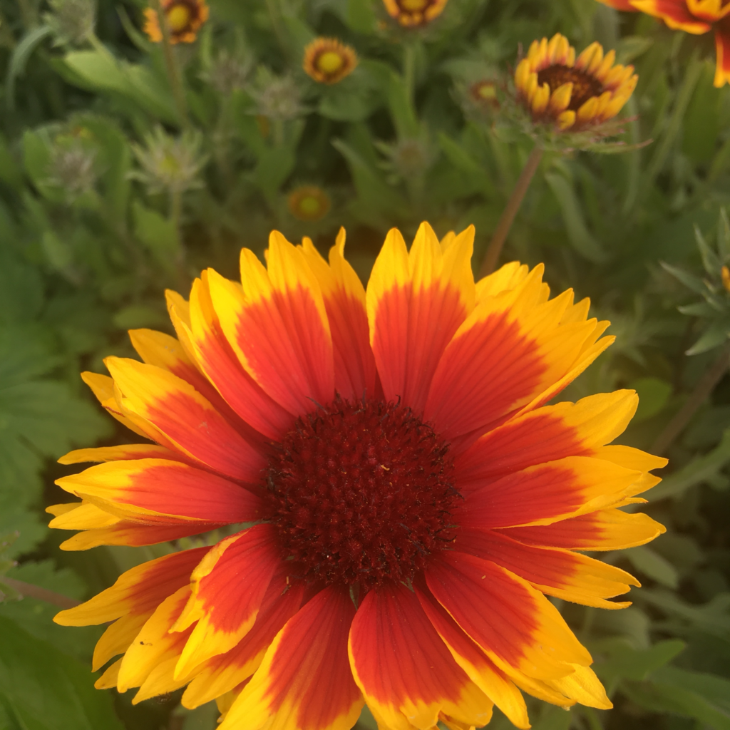 Gaillardia 'Arizona Sun' - Broadway Road Nurseries