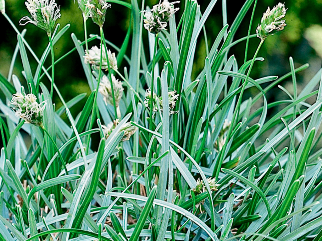 Sesleria Caerulea Blue Moor grass 17cm Pot Broadway Road Nurseries sesleria-caerulea-blue-moor-grass-17cm-pot-broadway-road-nurseries