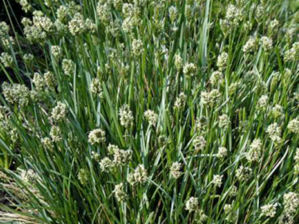Sesleria Caerulea Blue Moor grass 17cm Pot Broadway Road Nurseries sesleria-caerulea-blue-moor-grass-17cm-pot-broadway-road-nurseries