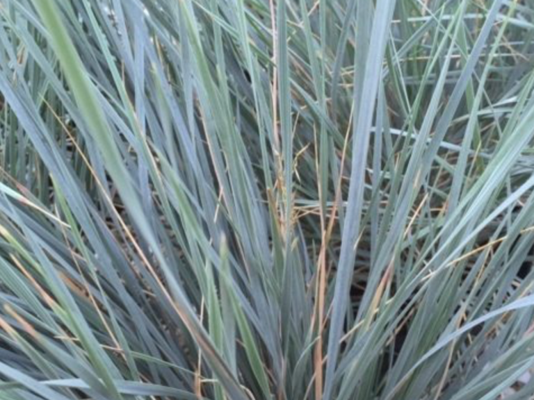 Helictotrichon sempervirens Blue oat Grass, Broadway Road Nurseries