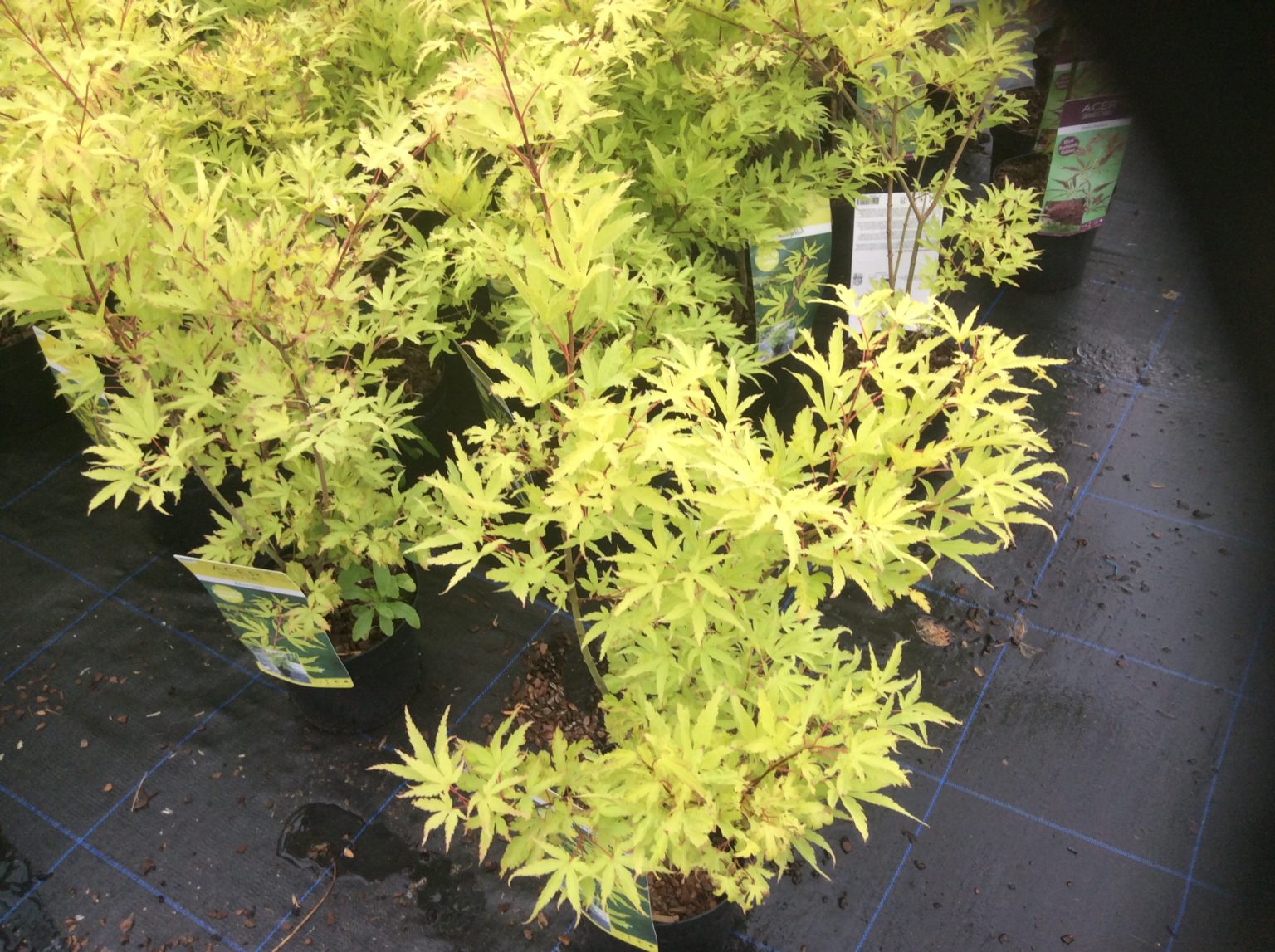 Japanese Maple Acer Palmatum Plant Anne Irene 3 Litre. Dwarf garden