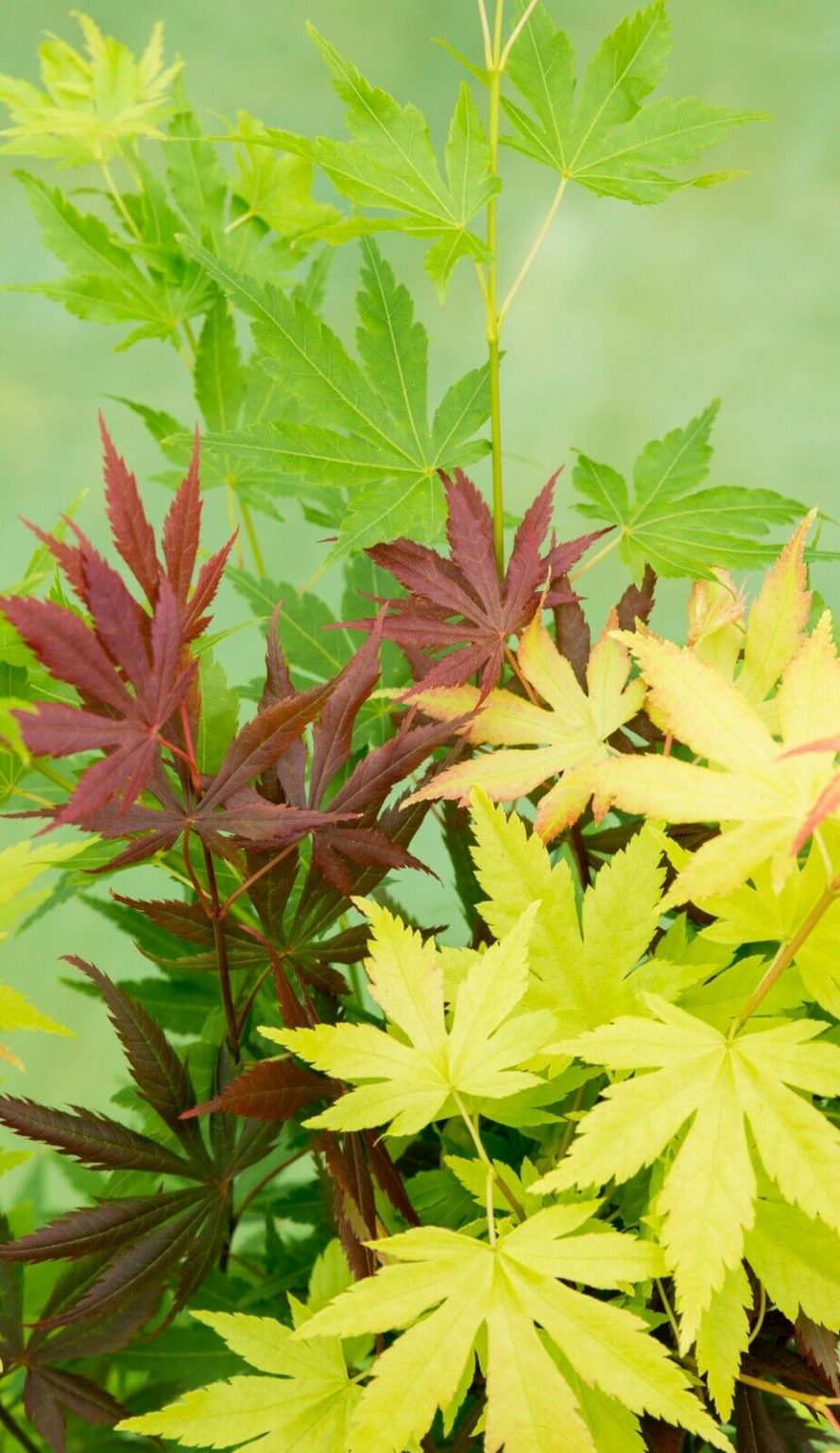 Acer Palmatum Festival 2 or ,3 Different Acers In One 19 cm Pot. £99.99