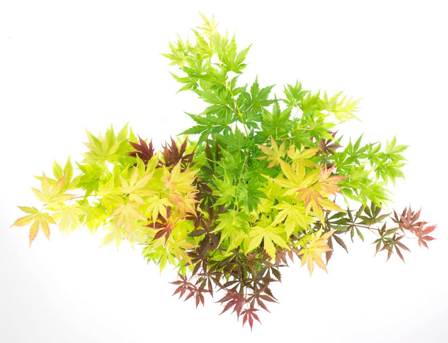 Plant In A Box - Acer Palmatum 'Festival' - Érable Du Japon Coloré - Pot 19cm - Hauteur 60-70cm