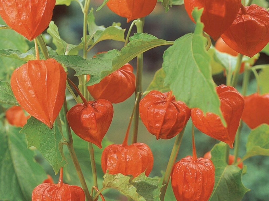 Chinese lantern Physalis alkekengi. papery, red lanterns. 2 x 13 cm
