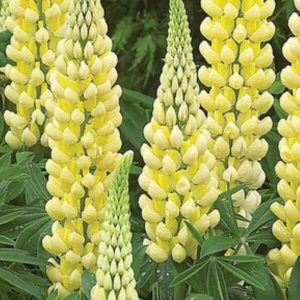Lupinus 'Chandelier' Yellow Flowers.2 x 13cm Pots £8.00