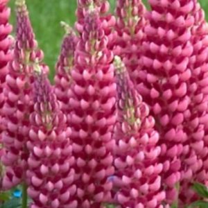 Lupinus 'Gallery Pink Flowers. Hardy Perennials Pea-Shaped Flowers. 2 X 13cm. £8.00