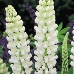 Lupinus 'Gallery White' White-Pea-Shaped Flowers Hardy 2 X 13cm £8.00