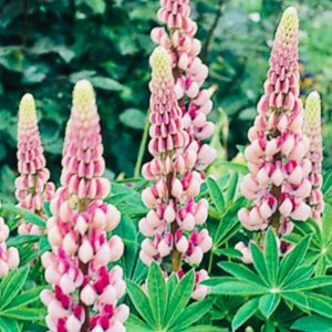 Lupinus 'The Chatelaine' pink and white pea-shaped flowers 2x 13 Cm Pots £8.00
