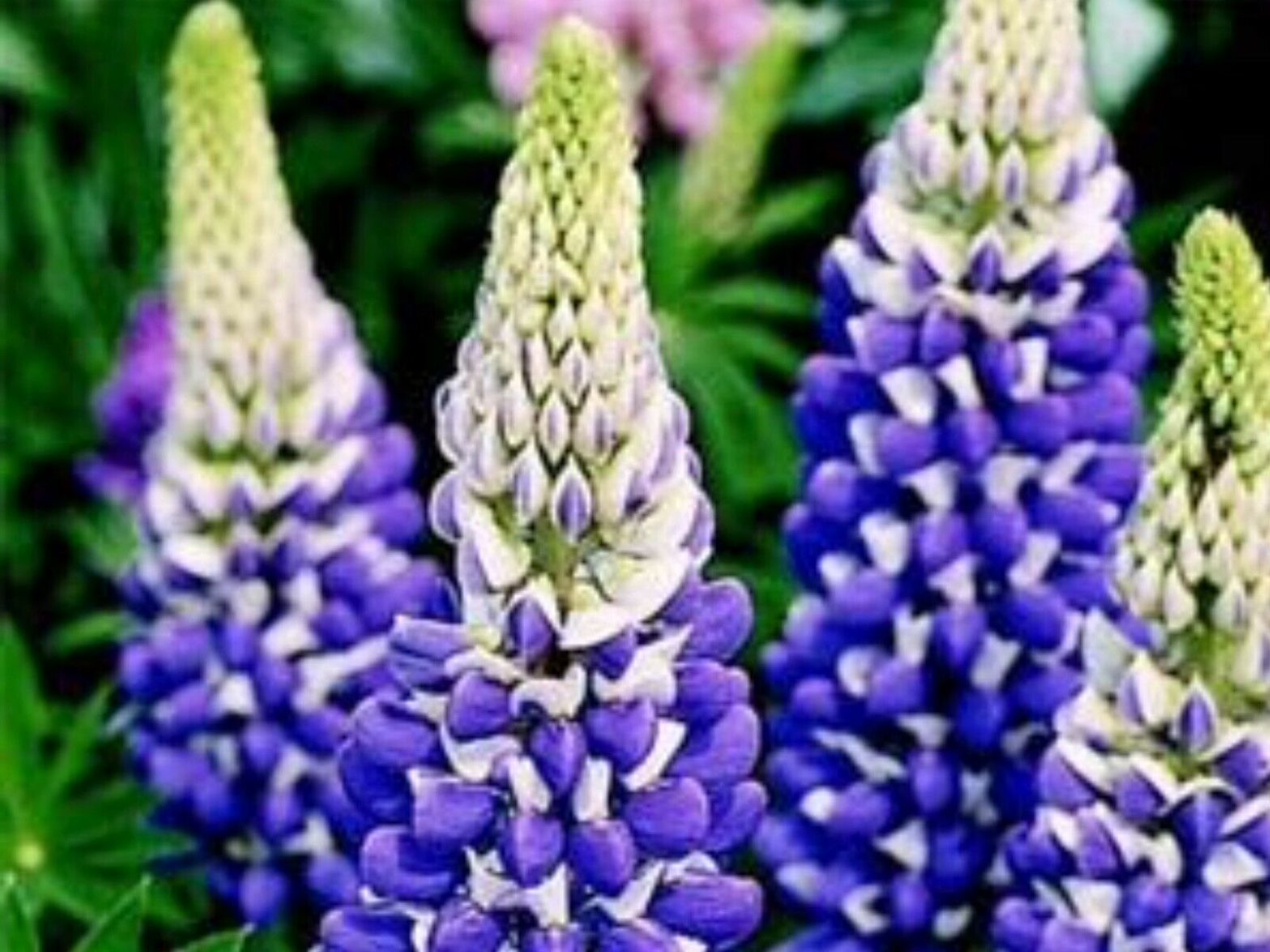 Lupinus 'The Governor. Blue, pea-like flowers with white standards 2x ...