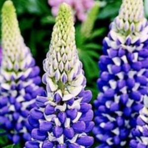 Lupinus 'The Governor. Blue, pea-like flowers with white standards 2x 13 Cm Pots.£8.00
