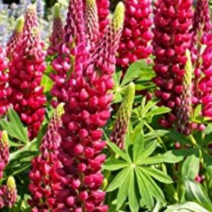 Lupinus 'The Page.  Red Flowers 2 x 13cm Pots £8.00