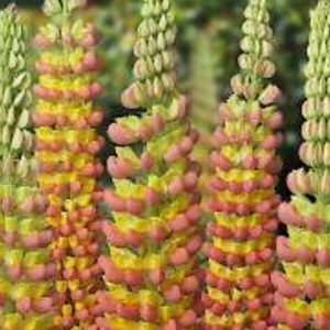 Lupinus ‘Gladiator Westcountry Lupine’ vivid orange and yellow.17cm Pot £10
