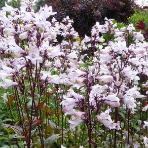 Penstemon digitalis 'Husker Red' Hardy Garden Plant White Flowers £8.00
