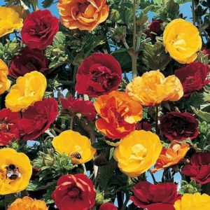 Potentilla Fireball Mixed  exciting doubles, in a range of fiery colors.2 x 13 cm pots £11.99
