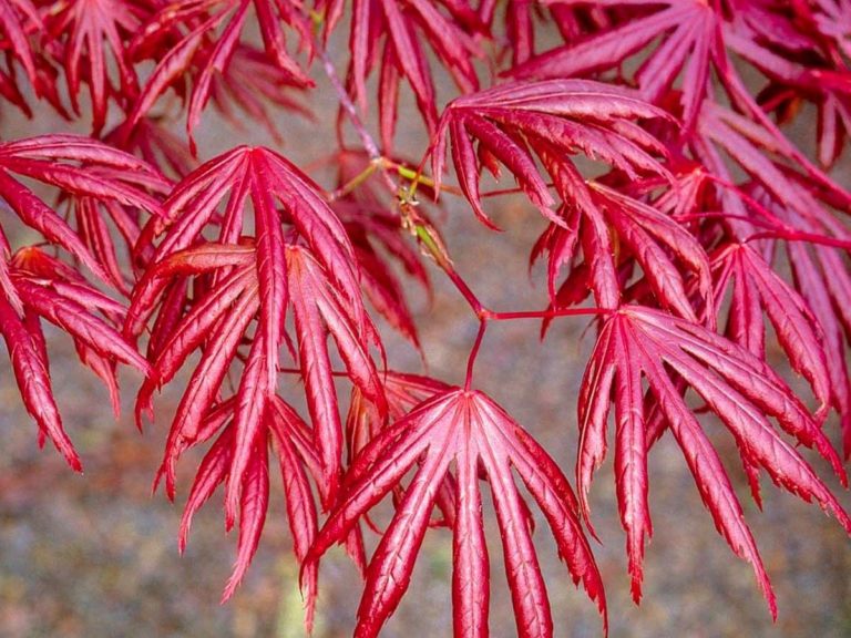 Acer Trompenburg DECIDUOUS 19cm pot 90cm + JAPANESE MAPLE HARDY GARDEN