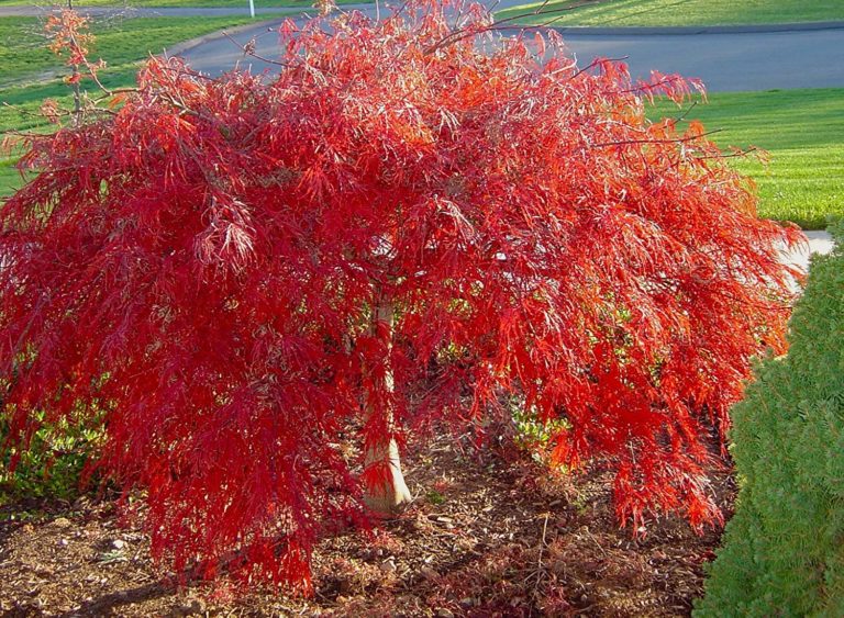 Acer palmatum 14 cm pot dissectum Crimson Queen Red Weeping maple