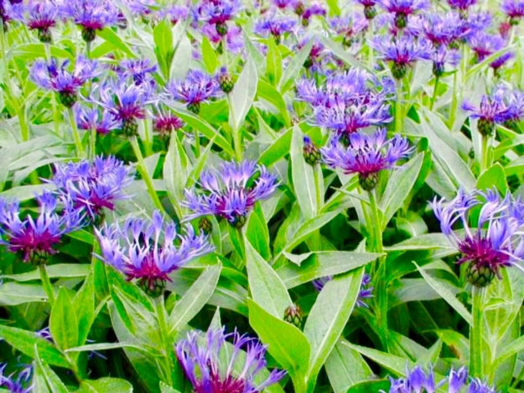 Centaurea Montana cornflower 2x 13 cm pots.solitary, fringed, rich blue