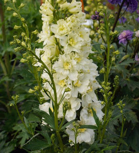 Delphinium Sherbet Lemon. large, unusually frilly rosettes. 3 x 9cm pots £15.99