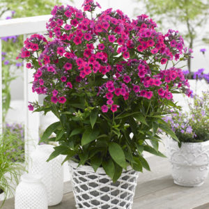 PHLOX PANICULATA 'TWINKLE CERISE' hardy garden plant. pink clusters of petals. 3 x 9 cm pots £14.99