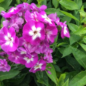 Phlox paniculata ‘Laura ’large, fragrant, lavender-pink flowers,2x 13cm pots £13.99