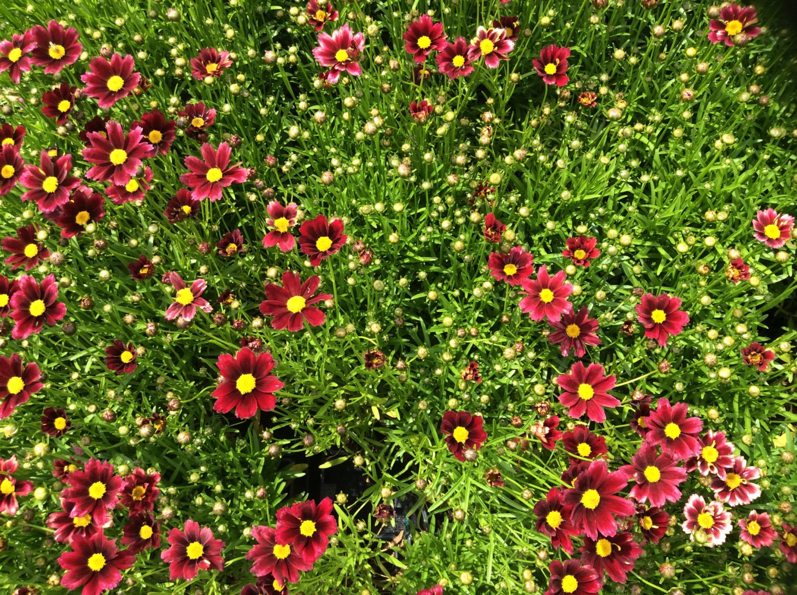 Coreopsis ‘Red Elf. Cut foliage. Dark red daisy flowers with a yellow