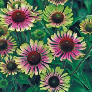 Echinacea 'Green Twister' Coneflower . 3 X 12 CM POT £14.00  green-tipped purplish-pink ray florets surrounding a bronze-coloured cone