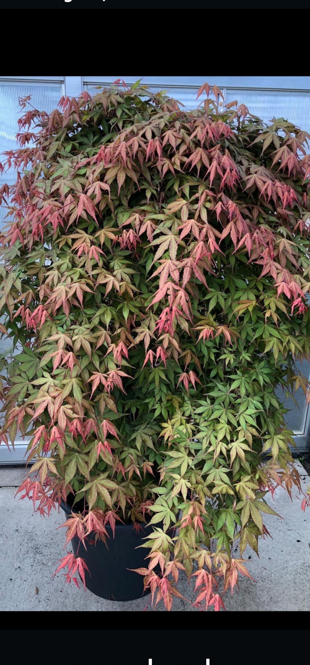 Acer cascade ruby