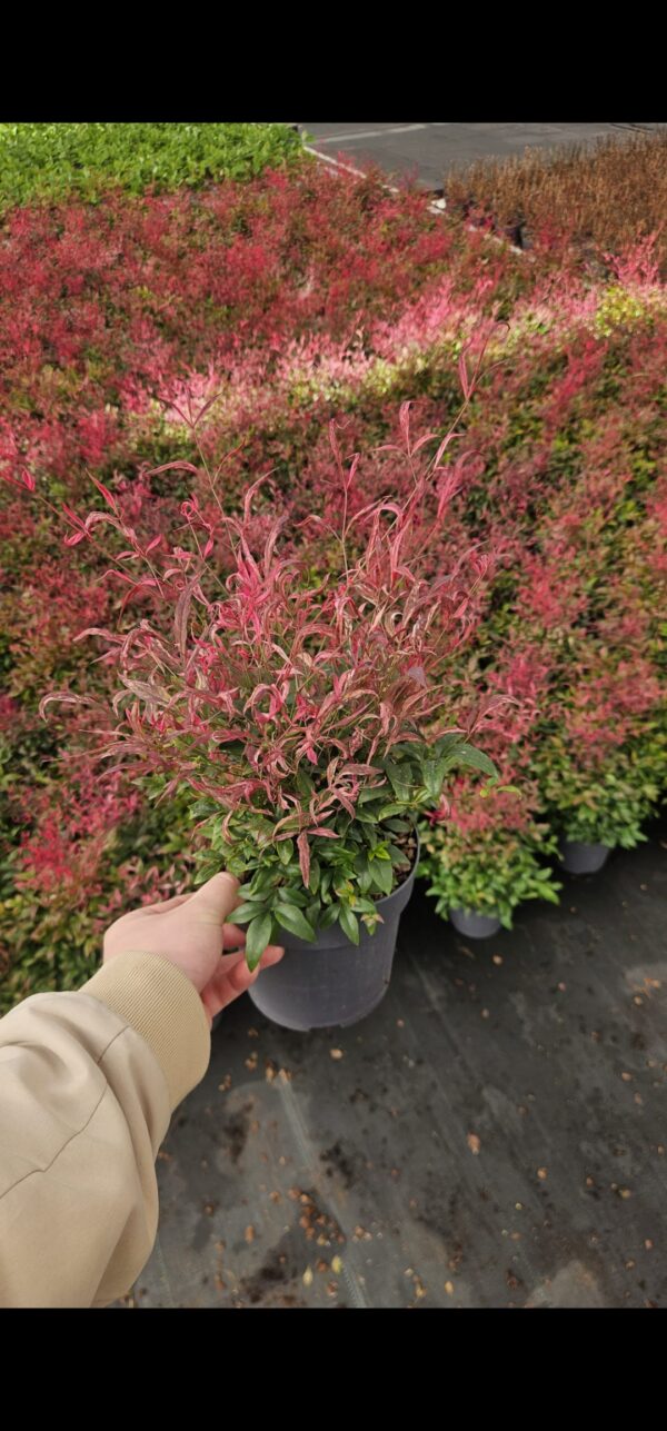 Nandina pretty flamingo, evergreen, great for borders or containere