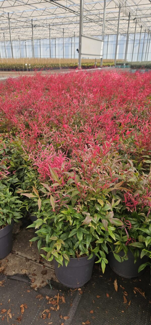 Nandina pretty flamingo, evergreen, great for borders or containere