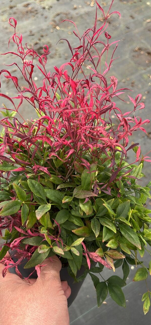 Nandina pretty flamingo, evergreen, great for borders or containere