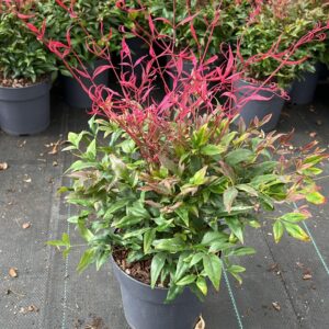 Nandina pretty flamingo, evergreen, great for borders or containere