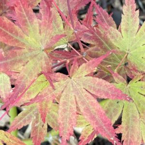 Acer Hama otome spectacular transformation" into brilliant shades of orange, red, and dark burgundy,