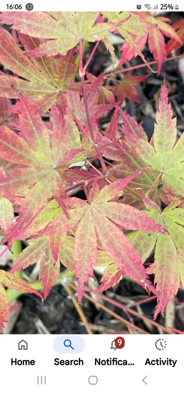 Acer Hama otome spectacular transformation" into brilliant shades of orange, red, and dark burgundy,