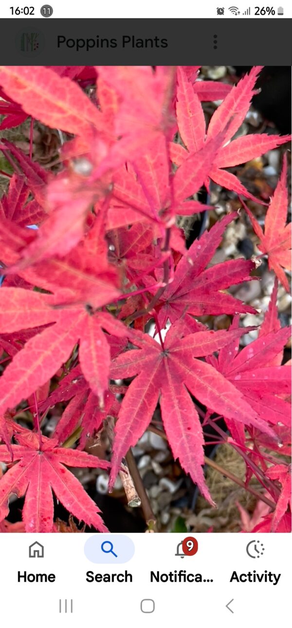 Acer Hama otome spectacular transformation" into brilliant shades of orange, red, and dark burgundy,