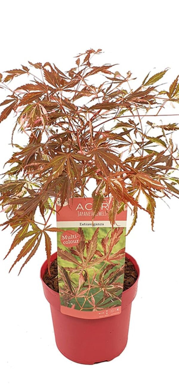 Acer palmatum 'Extravaganza 'bright pinkish-red foliage in spring, 19cm pot