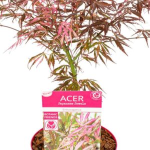Acer palmatum 'Extravaganza 'bright pinkish-red foliage in spring, 19cm pot