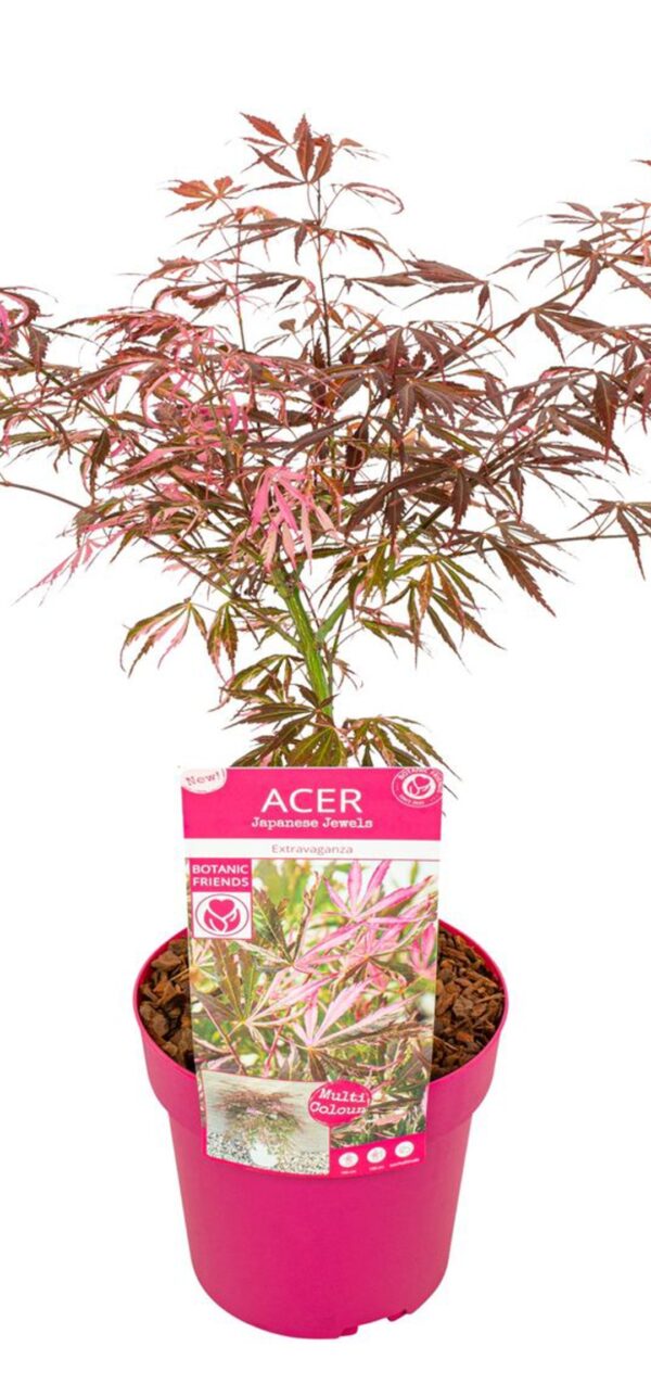 Acer palmatum 'Extravaganza 'bright pinkish-red foliage in spring, 19cm pot
