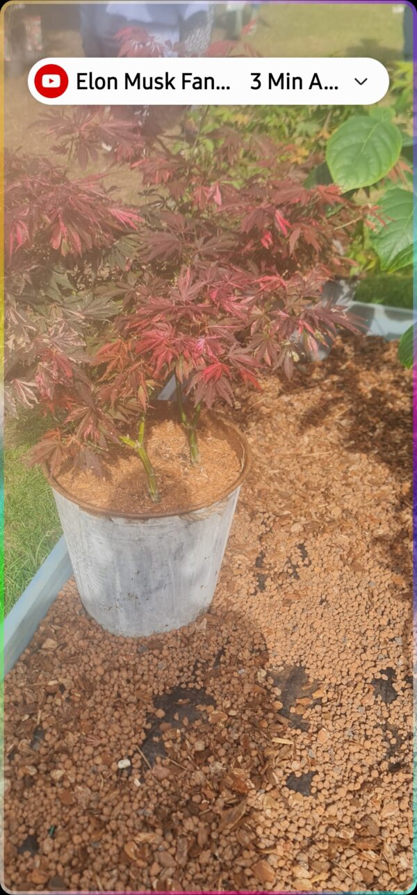 Acer palmatum 'Extravaganza 'bright pinkish-red foliage in spring, 19cm pot