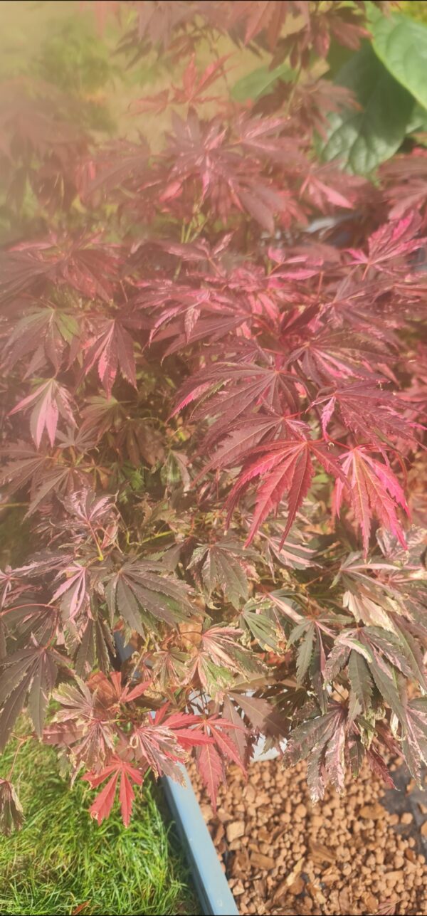 Acer palmatum 'Extravaganza 'bright pinkish-red foliage in spring, 19cm pot