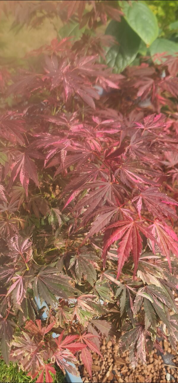 Acer palmatum 'Extravaganza 'bright pinkish-red foliage in spring, 19cm pot