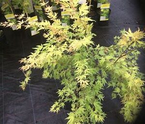 Acer Metamorphosa', delicate pink leaves that appear in the spring, gradually becoming green in the summer and orange